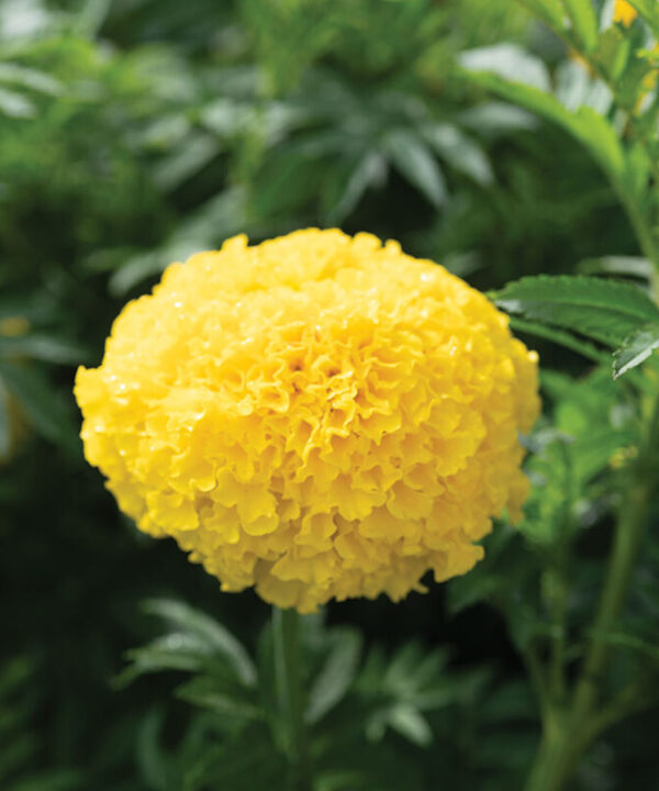 Yellow - (F1) Marigold Seed