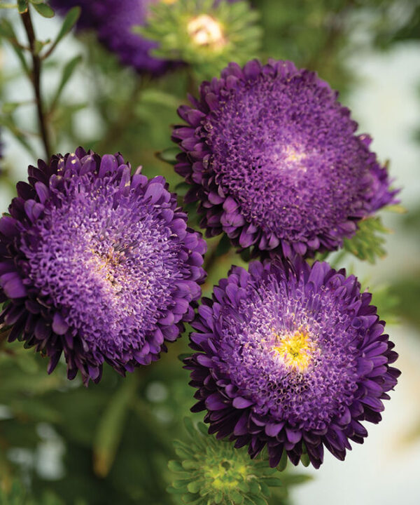 Azumi XL Blue - China Aster Seed