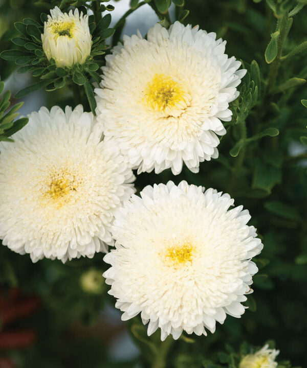 Azumi XL White - China Aster Seed