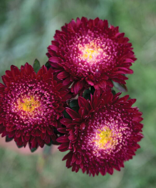 Azumi XL Red - China Aster Seed