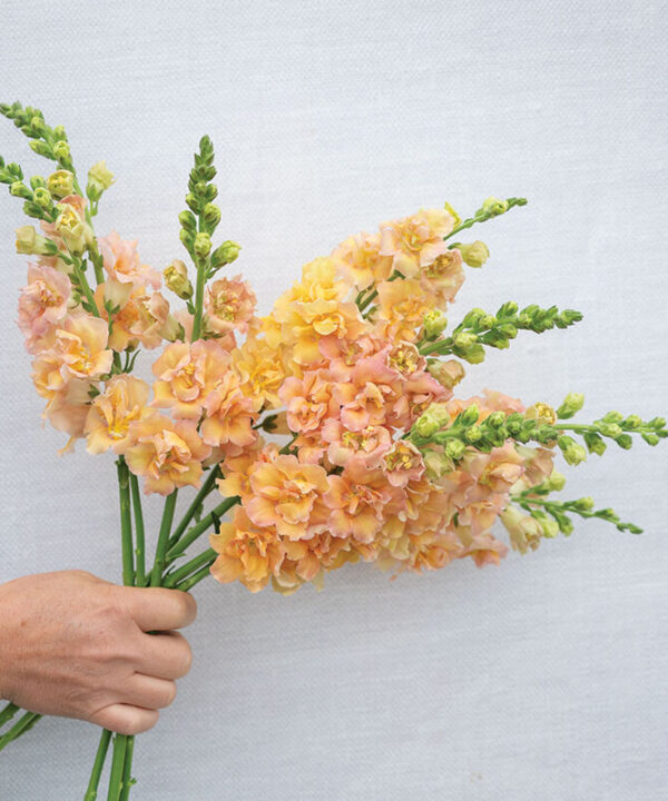 Double Frappe Apricot 2 - (F1) Snapdragon Seed