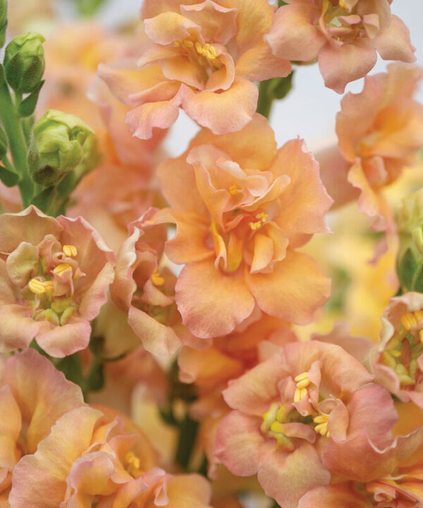 Alternative view of Double Frappe Apricot 2 - (F1) Snapdragon Seed