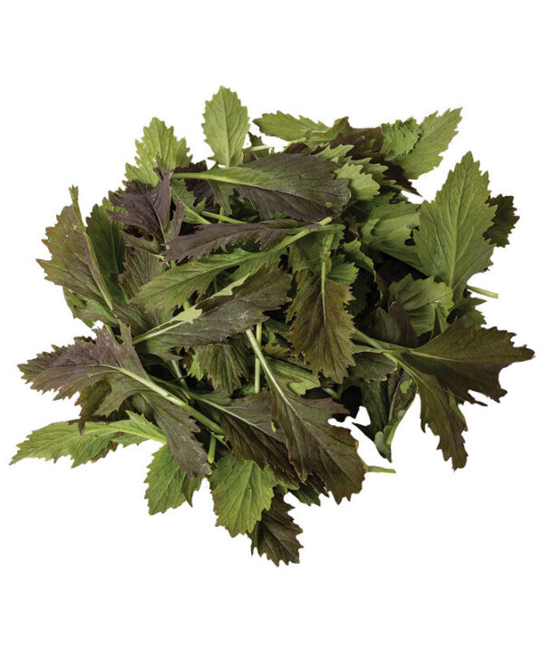 Red Baron Plus - (F1) Asian Green Seed