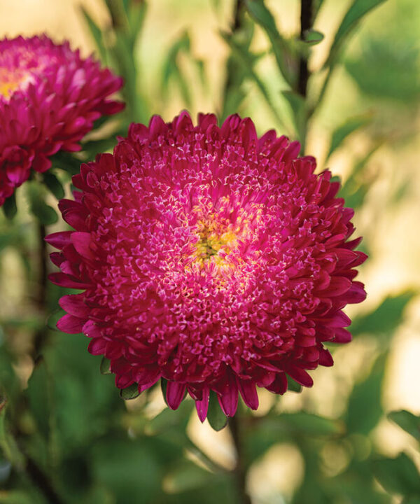 Azumi XL Rose - China Aster Seed