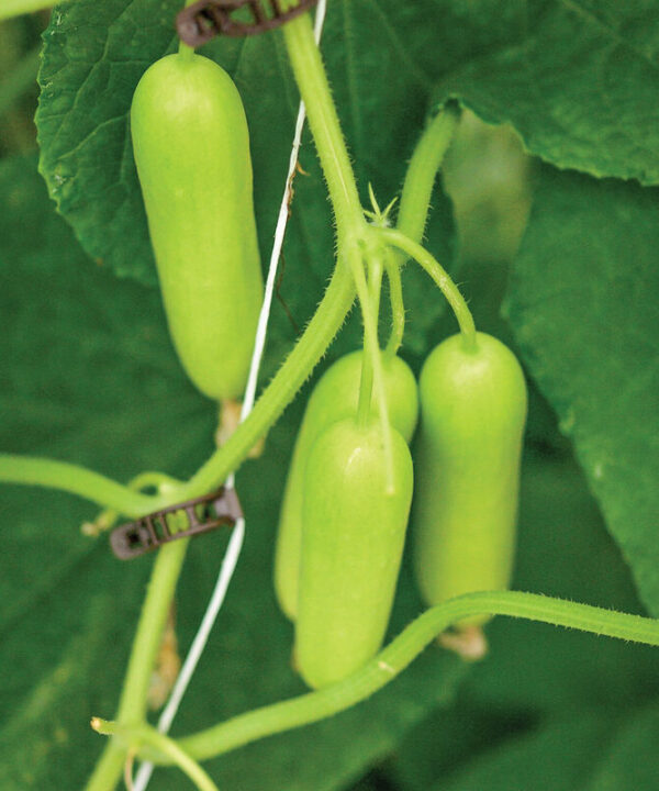 Gimlet - Organic (F1) Cucumber Seed