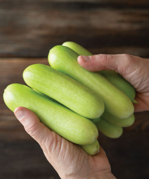 Alternative view of Gimlet - Organic (F1) Cucumber Seed