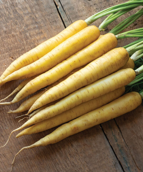 Amber - Yellow Carrot Seeds