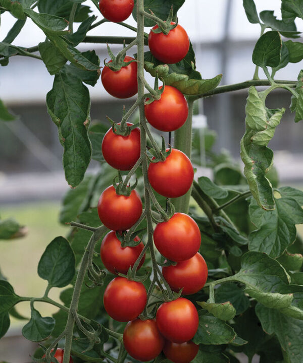 Attracta - Organic (F1) Tomato Seed
