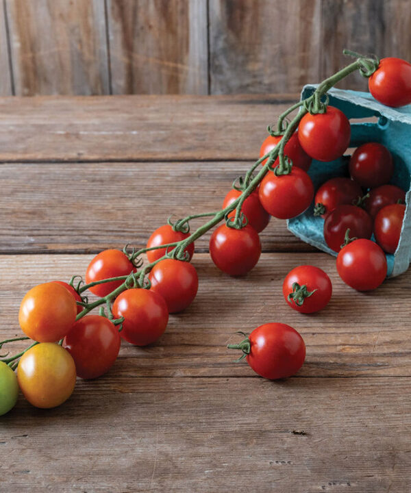 Alternative view of Attracta - Organic (F1) Tomato Seed
