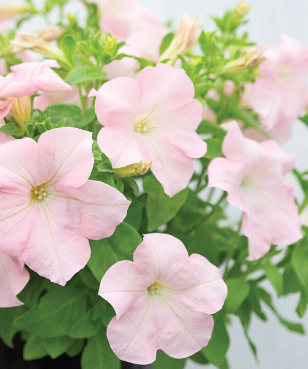 Dreams Appleblossom -  (F1) Petunia Seed