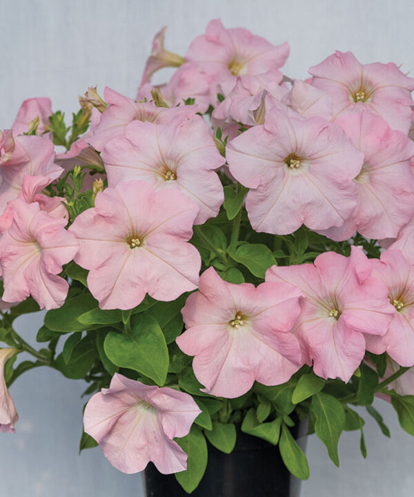 Alternative view of Dreams Appleblossom -  (F1) Petunia Seed