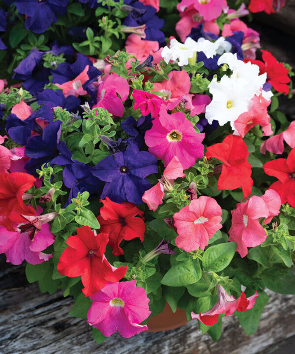 Dreams Mix - (F1) Petunia Seed