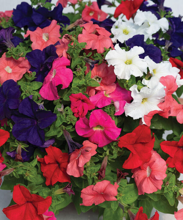 Alternative view of Dreams Mix - (F1) Petunia Seed