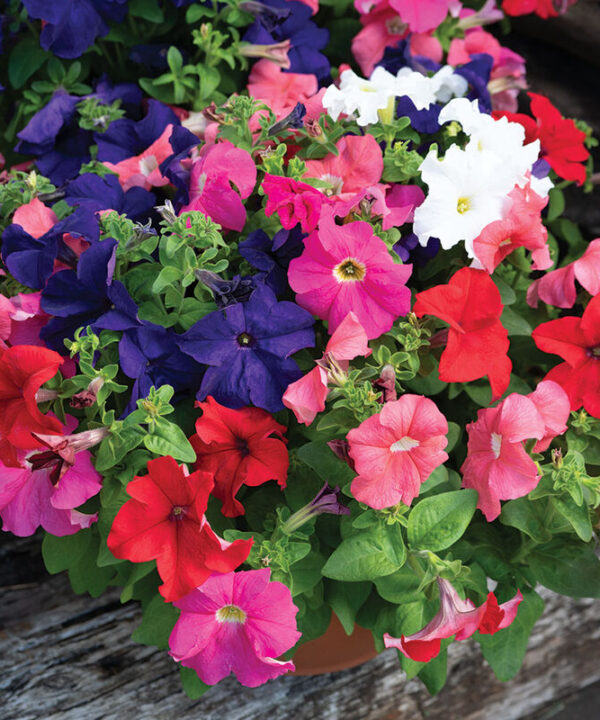 Dreams Mix -  (F1) Petunia Seed