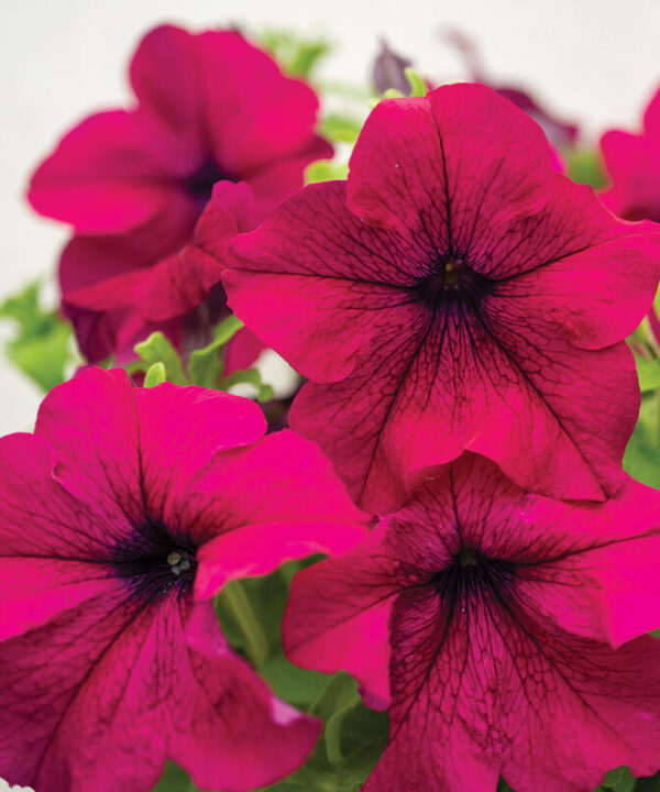 Dreams Burgundy -  (F1) Petunia Seed