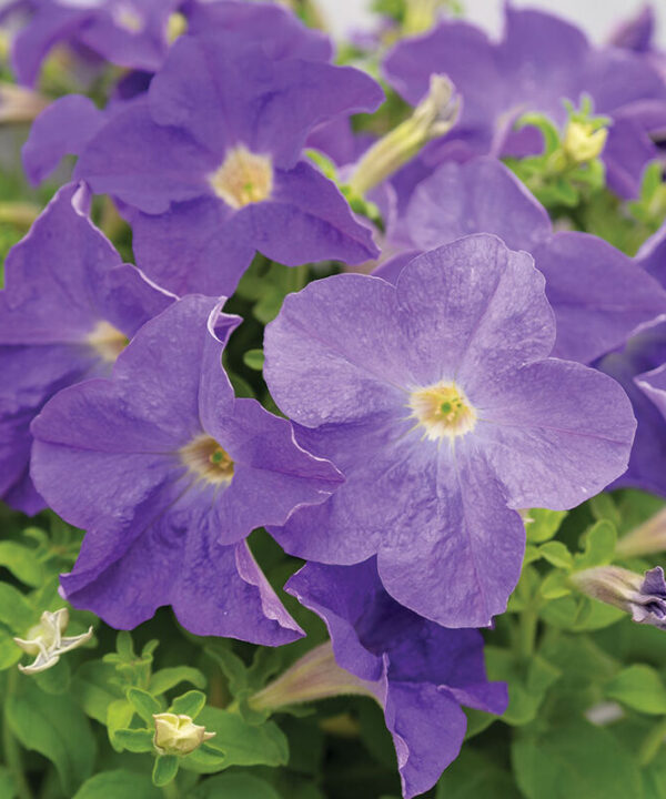 Dreams Sky Blue -  (F1) Petunia Seed