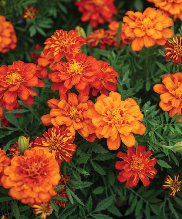 Durango Red - Marigold Seed