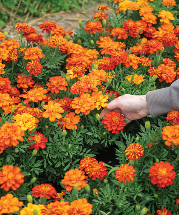Alternative view of Durango Red - Marigold Seed