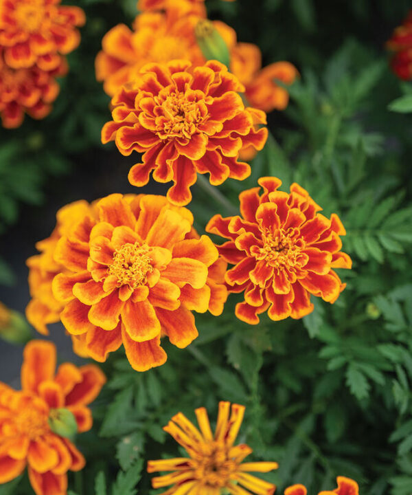 Durango Flame - Marigold Seed