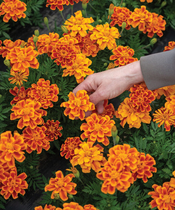 Alternative view of Durango Flame - Marigold Seed