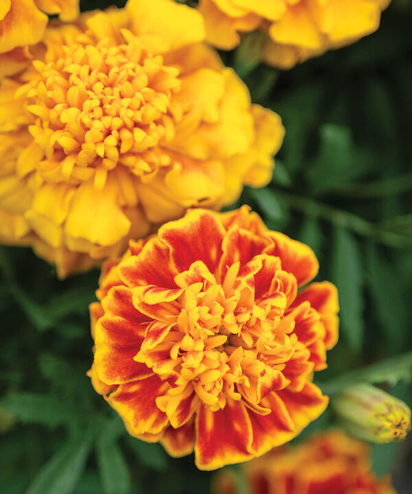 Bonanza Bee - Marigold Seed