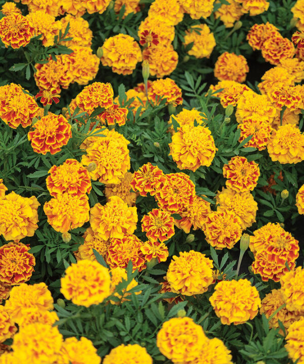 Alternative view of Bonanza Bee - Marigold Seed