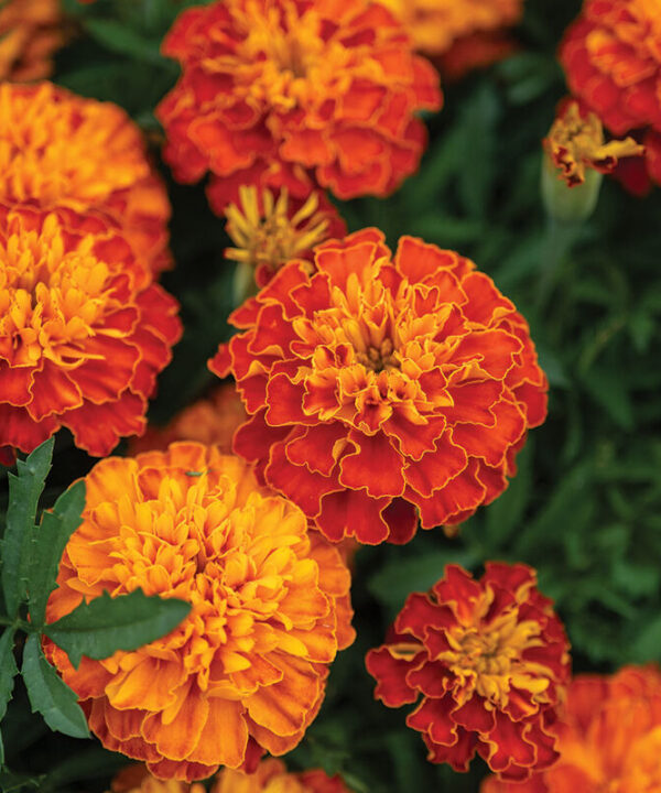 Harmony - Marigold Seed