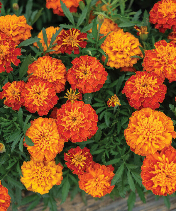 Alternative view of Harmony - Marigold Seed