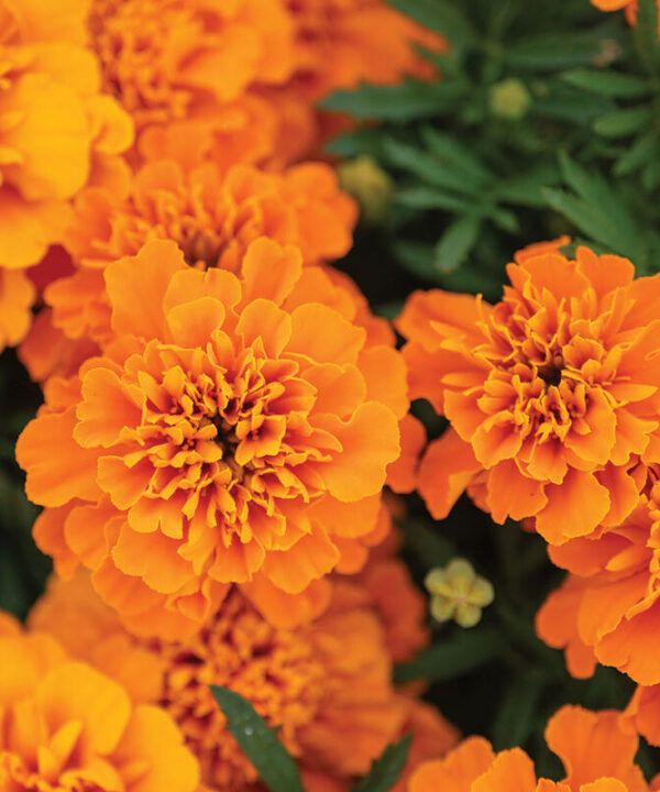 Bonanza  Deep Orange - Marigold Seed