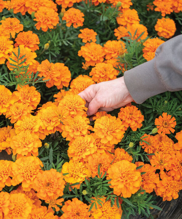Alternative view of Bonanza  Deep Orange - Marigold Seed