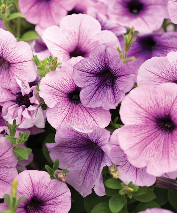 Easy Wave Plum Vein -  (F1) Petunia Seed