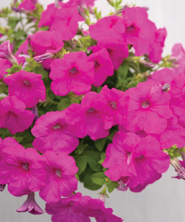Easy Wave Neon Rose -  (F1) Petunia Seed