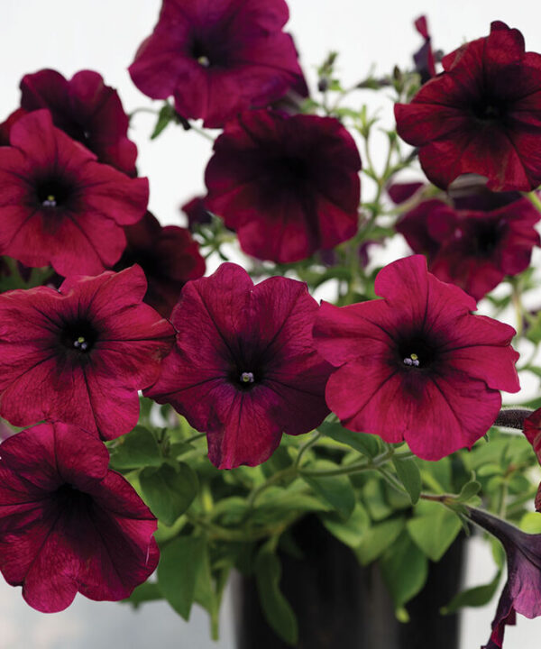Easy Wave Burgundy Velour -  (F1) Petunia Seed