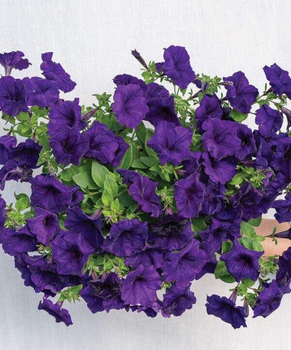 Easy Wave Blue -  (F1) Petunia Seed