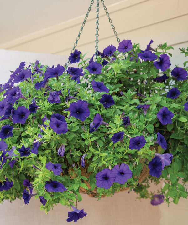 Alternative view of Easy Wave Blue -  (F1) Petunia Seed