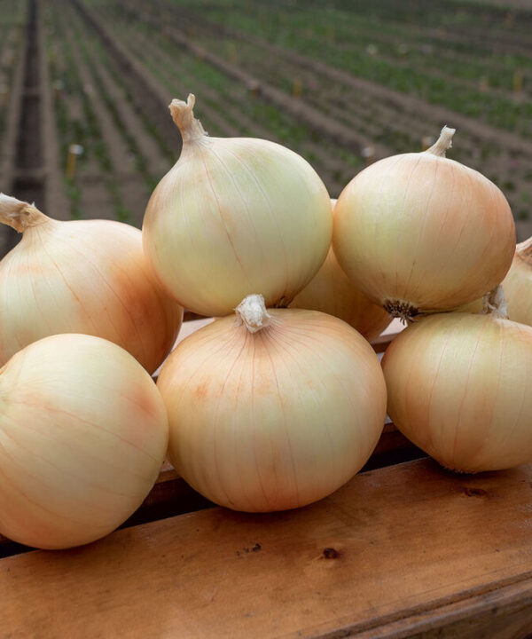 Maragogi - (F1) Onion Seed