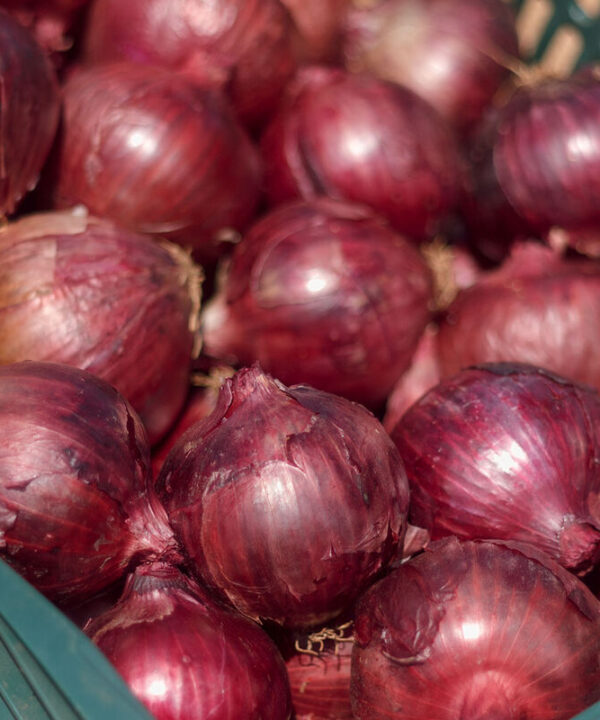 Red Sensation - (F1) Onion Seed