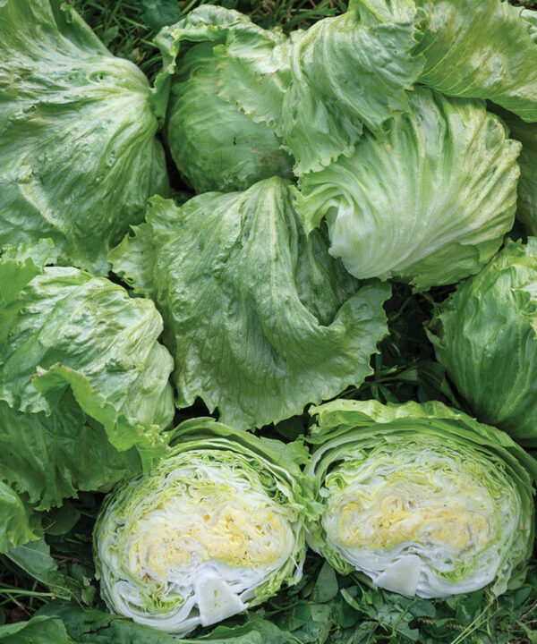 Pint Size - Mini Iceburg Lettuce Seeds