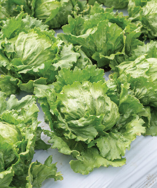 Alternative view of Pint Size - Mini Iceburg Lettuce Seeds