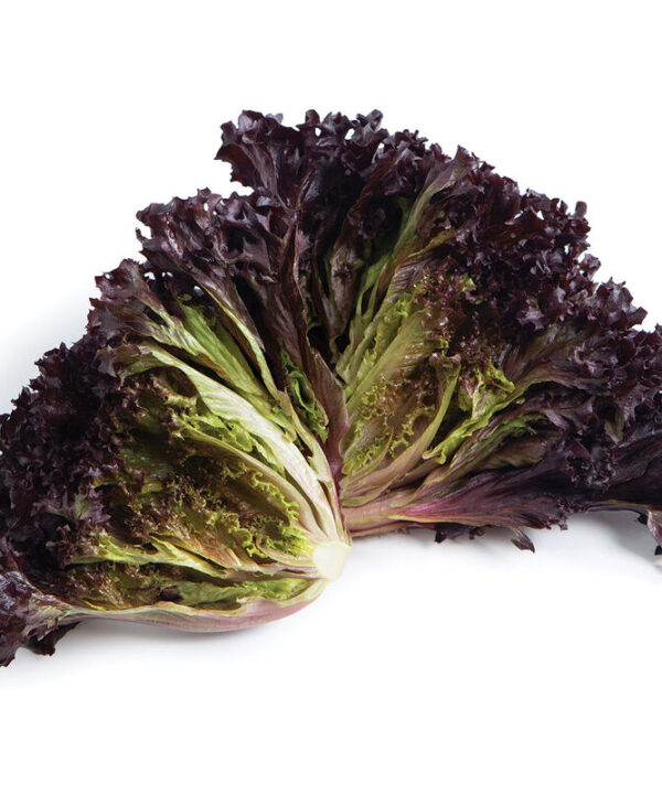 Sunagri -  Lettuce Seed
