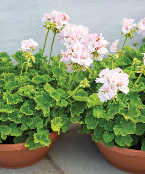 Appleblossom - (F1) Geranium Seed