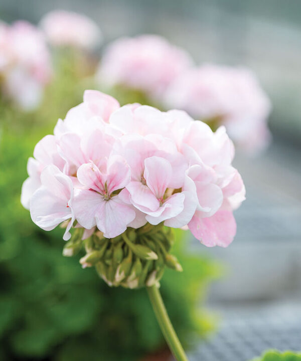 Alternative view of Appleblossom - (F1) Geranium Seed