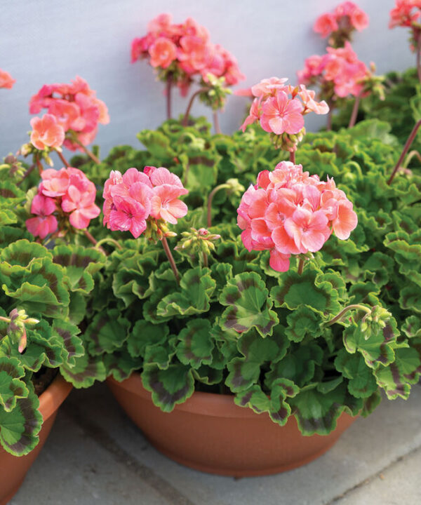 Maverick Salmon - (F1) Geranium Seed