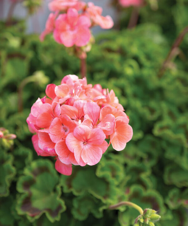 Alternative view of Maverick Salmon - (F1) Geranium Seed