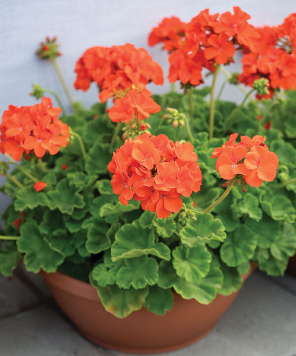 Maverick Orange - (F1) Geranium Seed