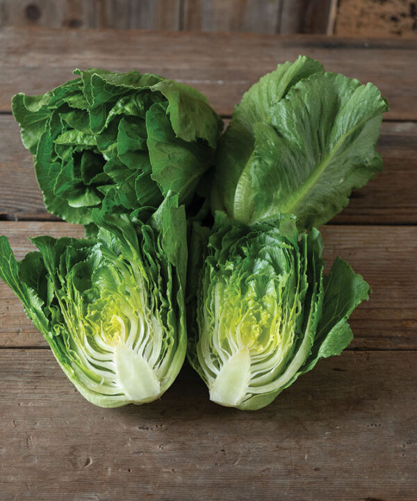 Bigelow - Mini Cosberg-Type Lettuce Seeds
