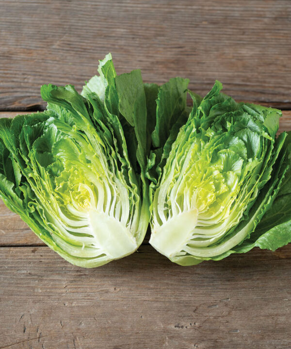 Alternative view of Bigelow - Mini Cosberg-Type Lettuce Seeds