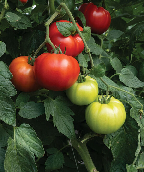 Alternative view of Contessa - Organic (F1) Tomato Seed