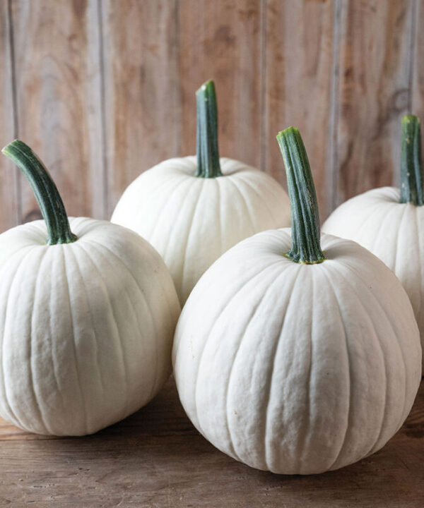 Ghost Town - White Pumpkin Seeds