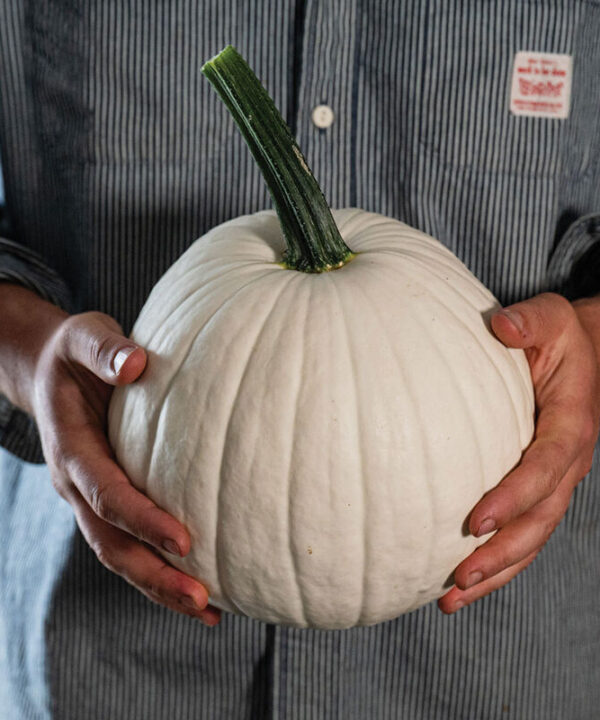 Alternative view of Ghost Town - White Pumpkin Seeds